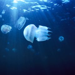 jellyfish-underwater-2021-08-26-16-02-30-utc.jpg jellyfish-underwater-2021-08-26-16-02-30-utc.jpg