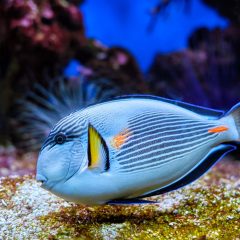 sohal-surgeonfish-underwater-2021-09-04-05-00-04-utc.jpg sohal-surgeonfish-underwater-2021-09-04-05-00-04-utc.jpg